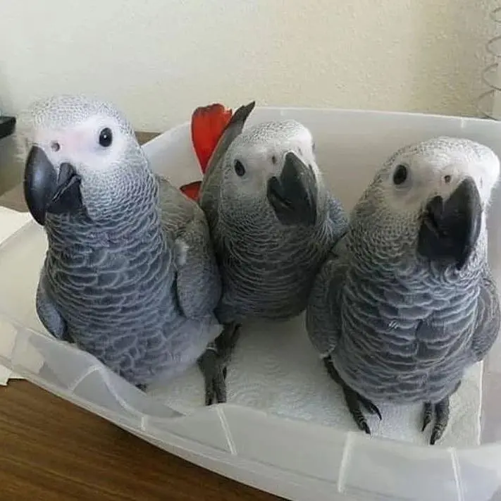 Male And Female African Grey Parrots